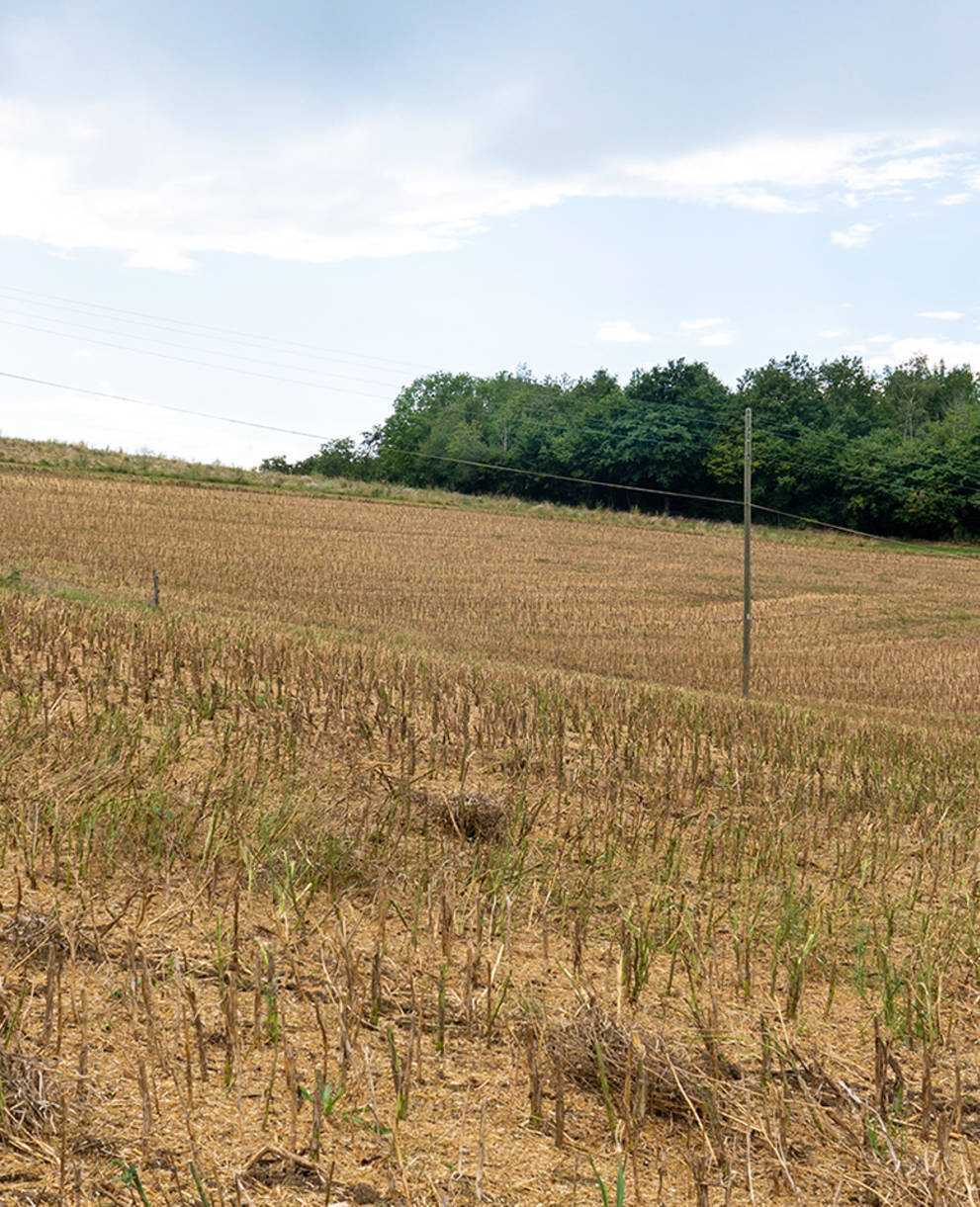 Chaumes de colza: on voit bien la terre brune et dépourvue de toute autre plante entre les chaumes