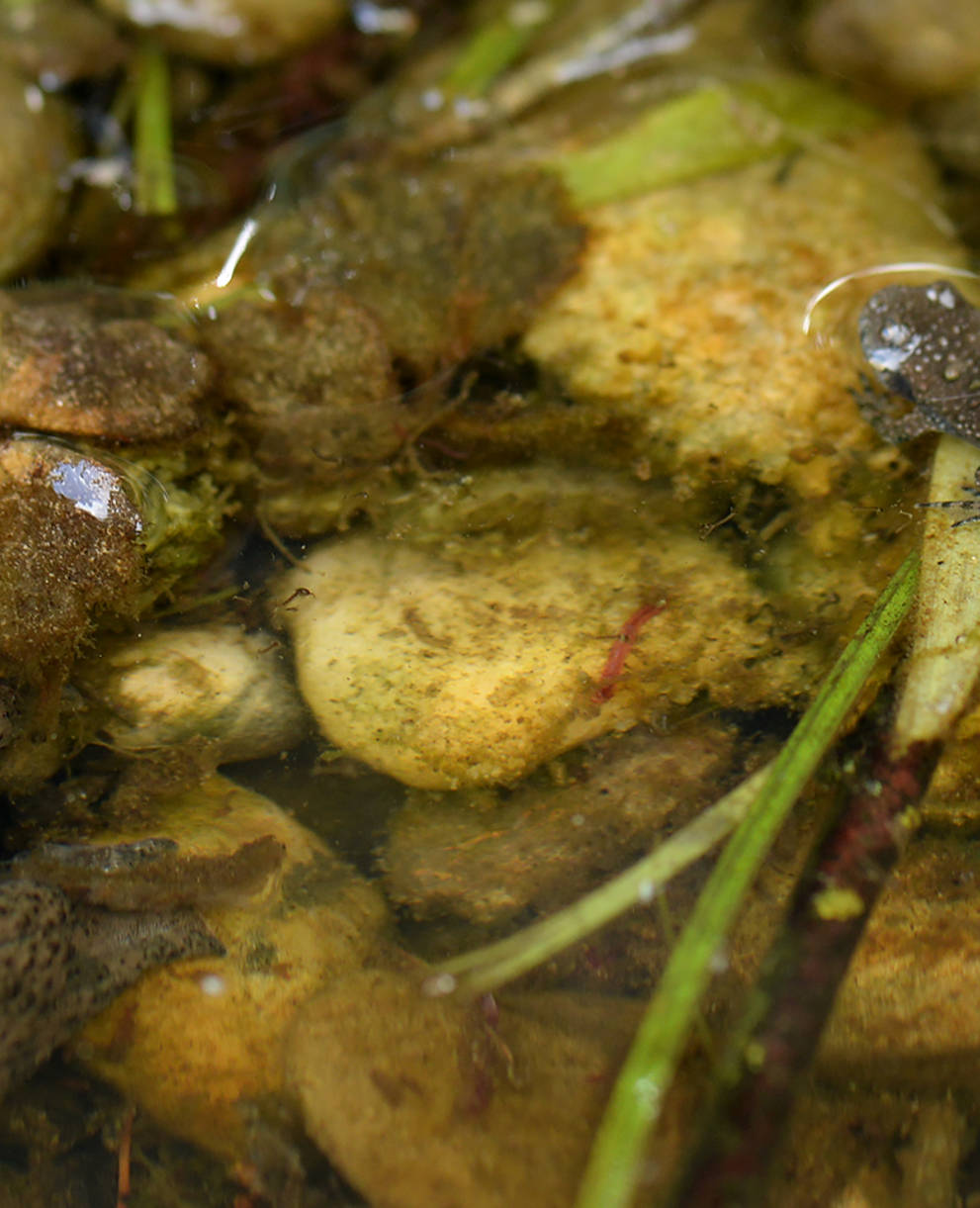 Junge und erwachsene Gelbbauchunke liegen im Wasser