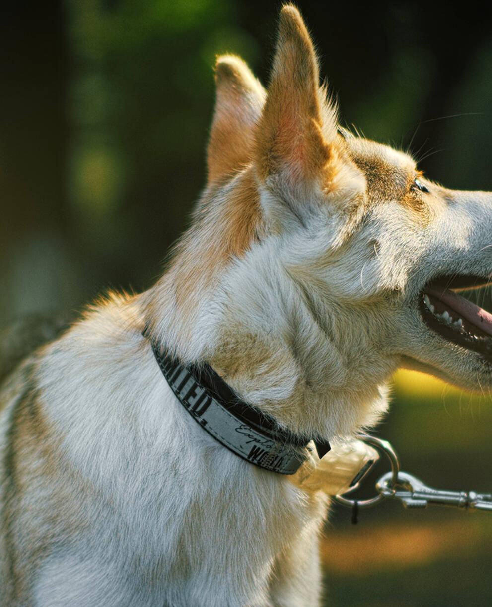 Hund an Leine