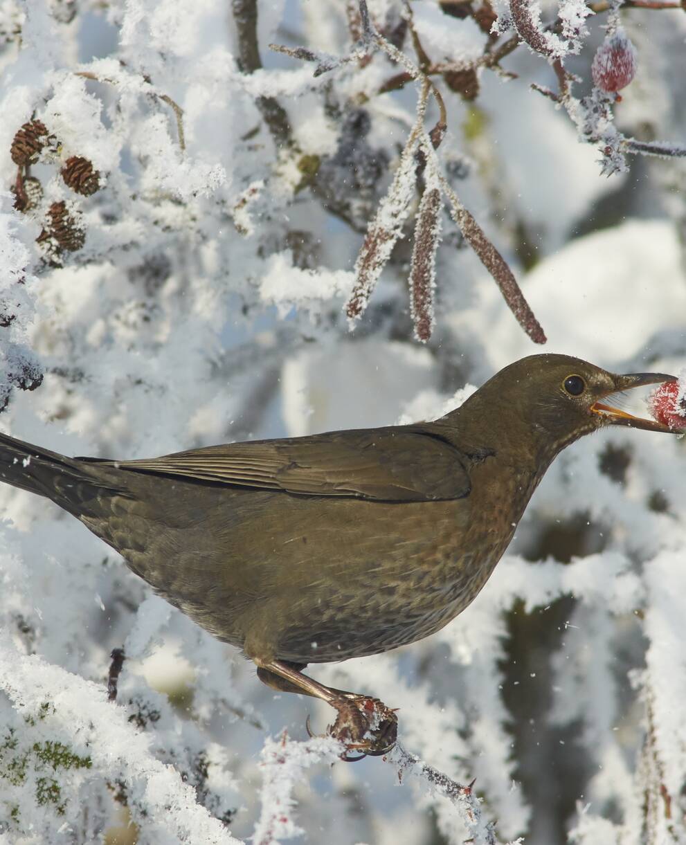 Amsel mit Hagebutte im Schnabel im Winter