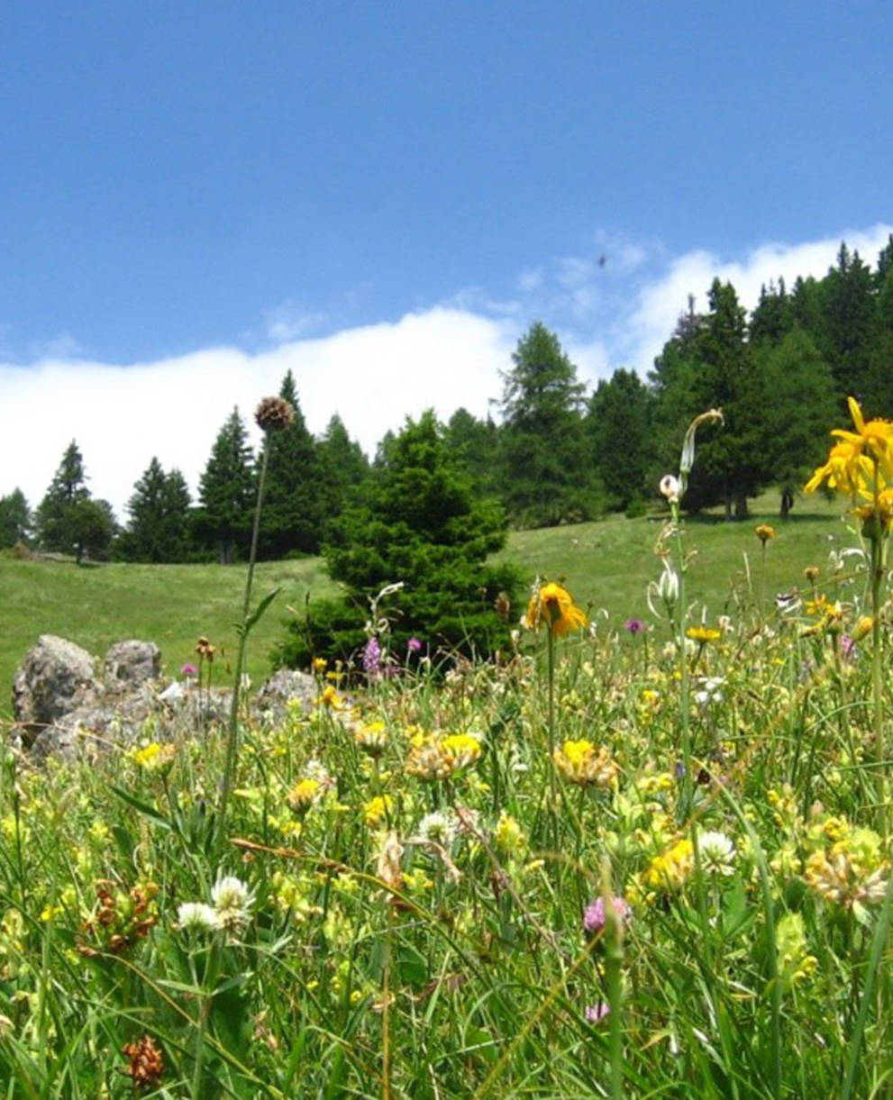 Vacances en faveur de la nature Obermutten, Albula, Grisons.