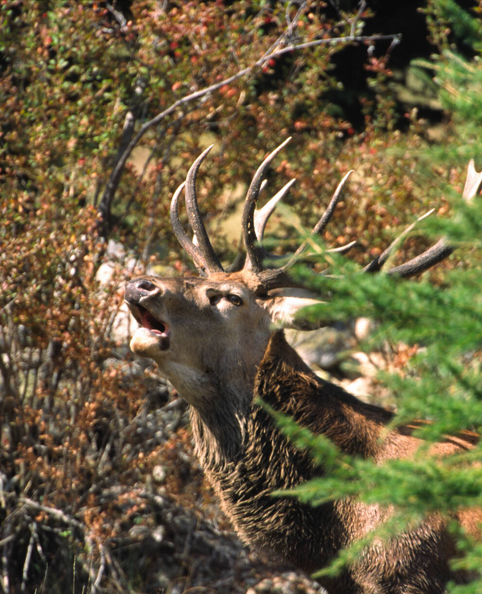 Un cerf bramant dans la forêt d'Aletsch