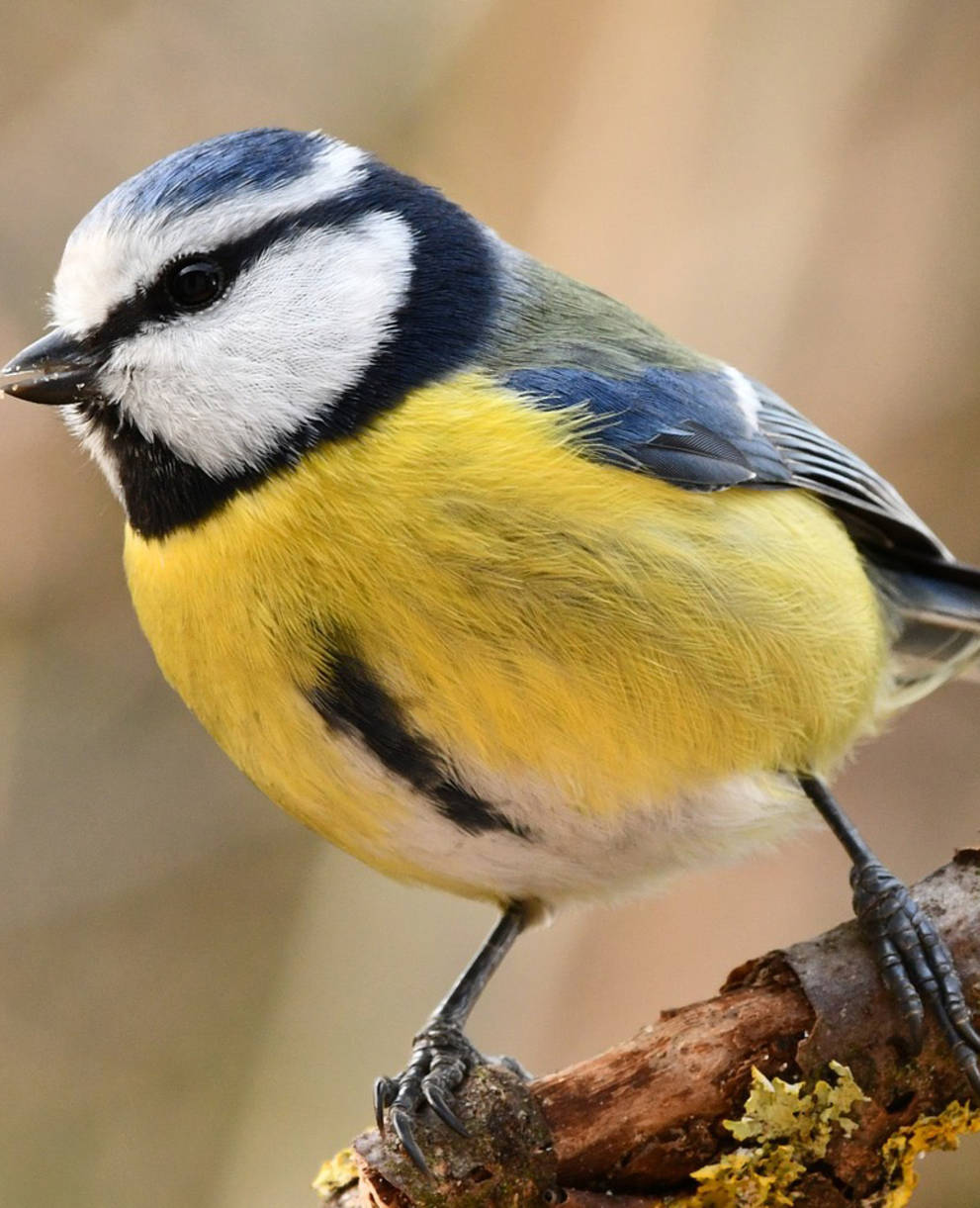 Tagesexkursion Pro Natura aktiv, Vogelstimmen im Bergwald, Blaumeise