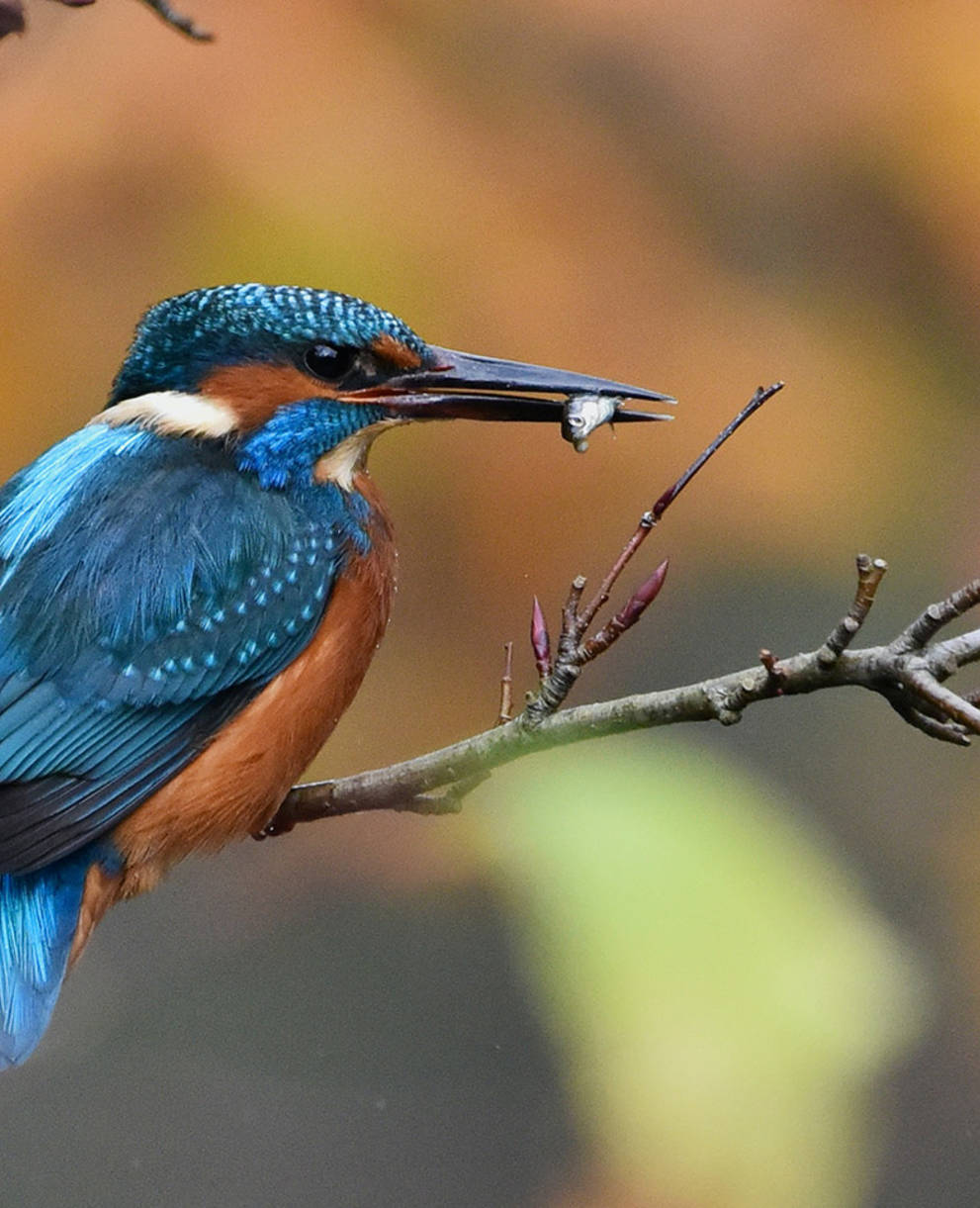 Tagesexkursion Pro Natura aktiv, Eisvogel