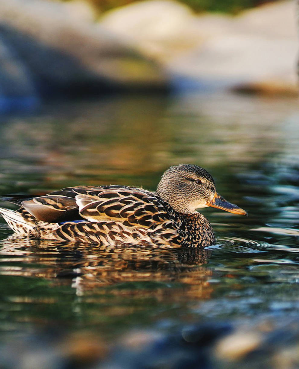 Tagesexkursion Pro natura, Ente im Wasser