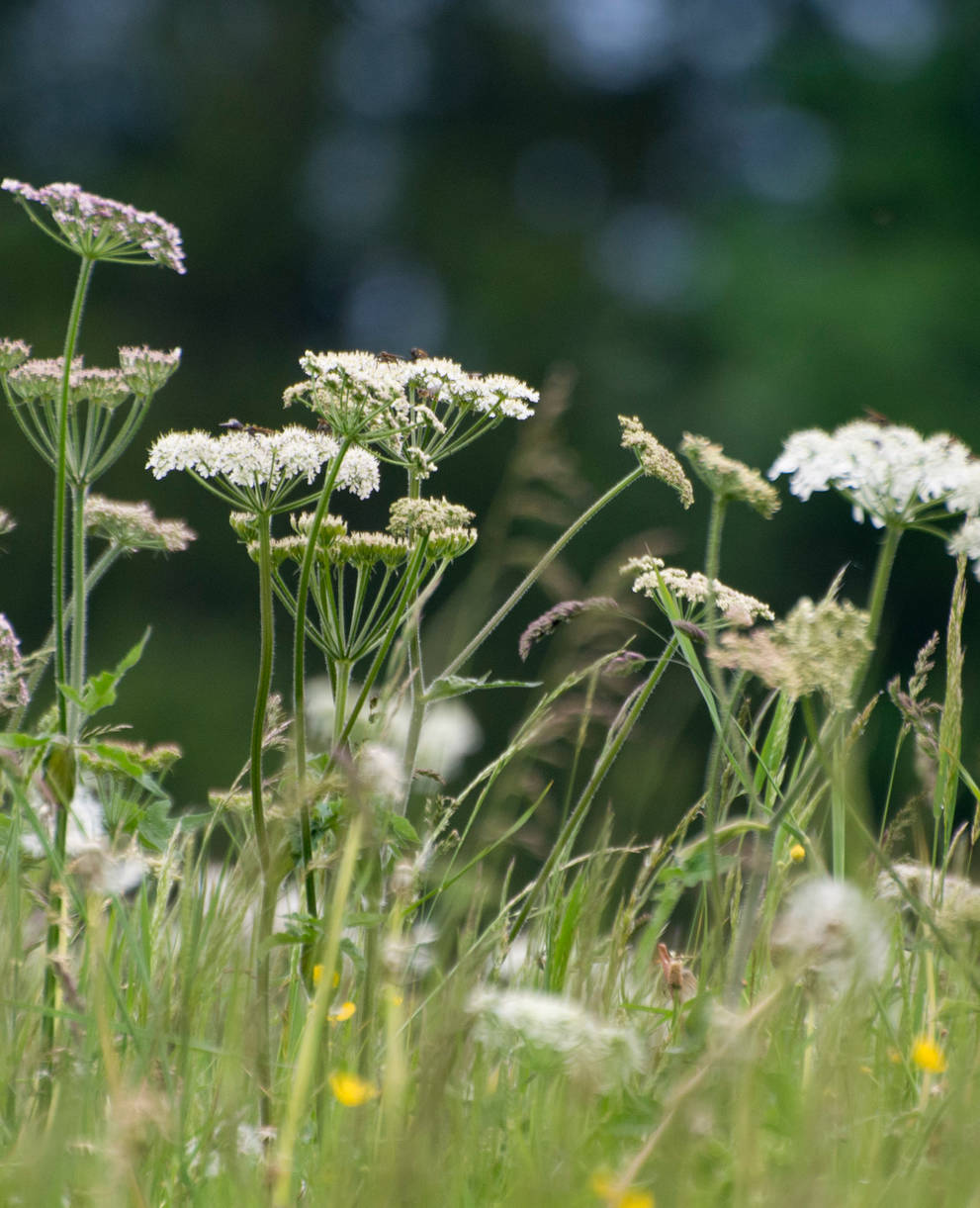 Prairie fleurie