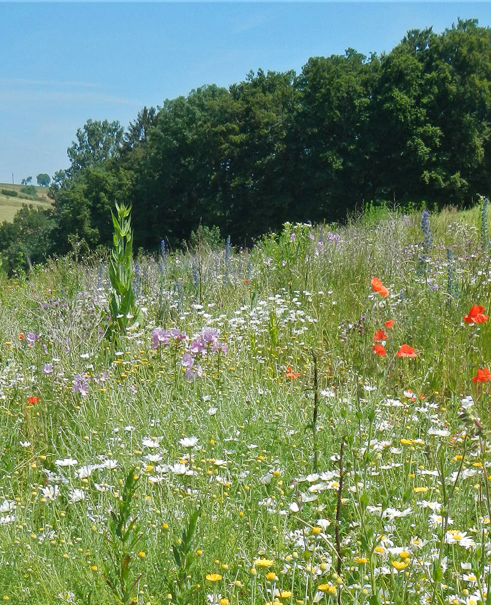 Buntbrachen sind eine sehr wirkungsvolle Förderungsmassnahme für die Biodiversität.