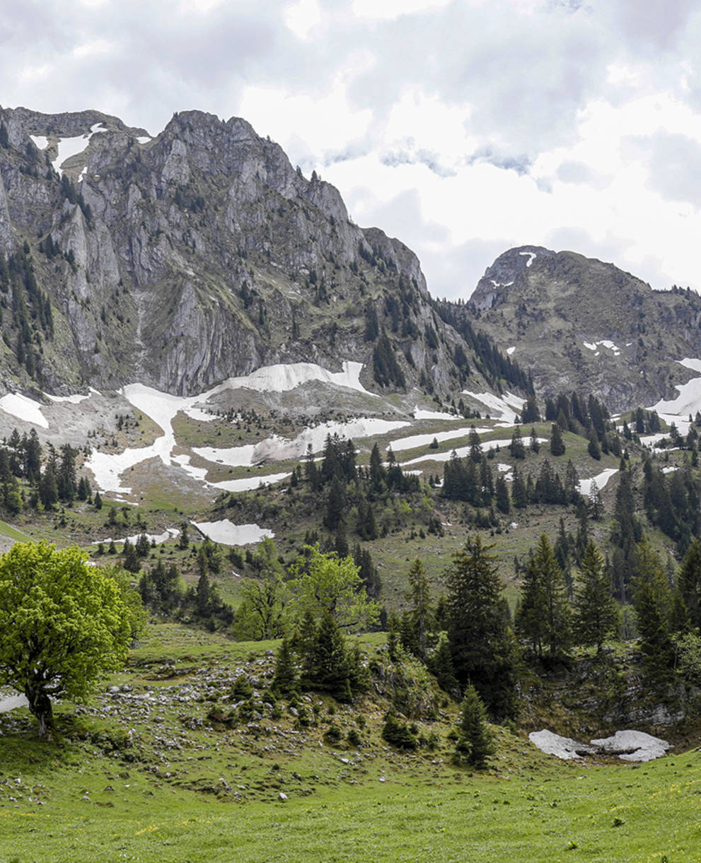 Berg-Ahorn im Breccaschlund FR