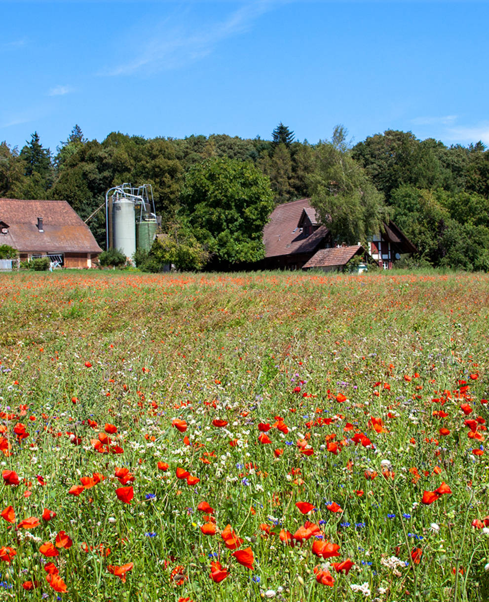 Biodiversität im Ackerrandstreifen