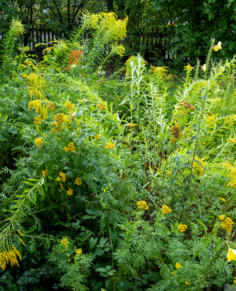 Verge d'or du Canada