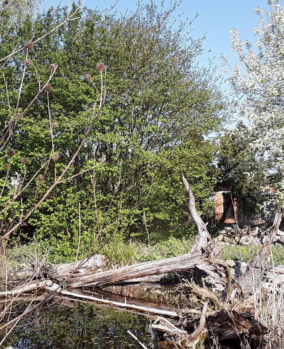 Ein Naturgarten, Paradies für unterschiedlichste Gäste