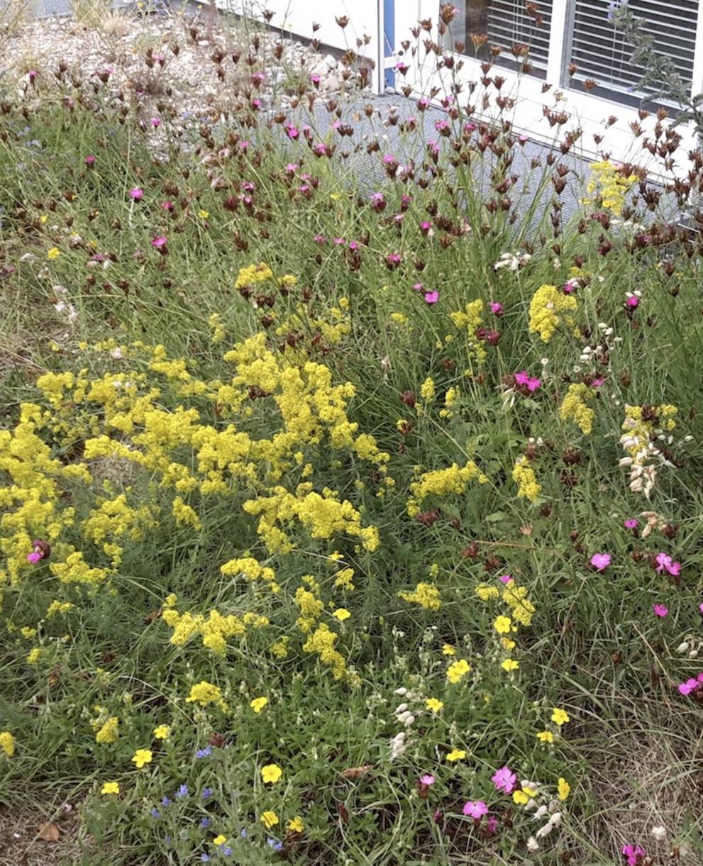 Prairie sèche en fleurs