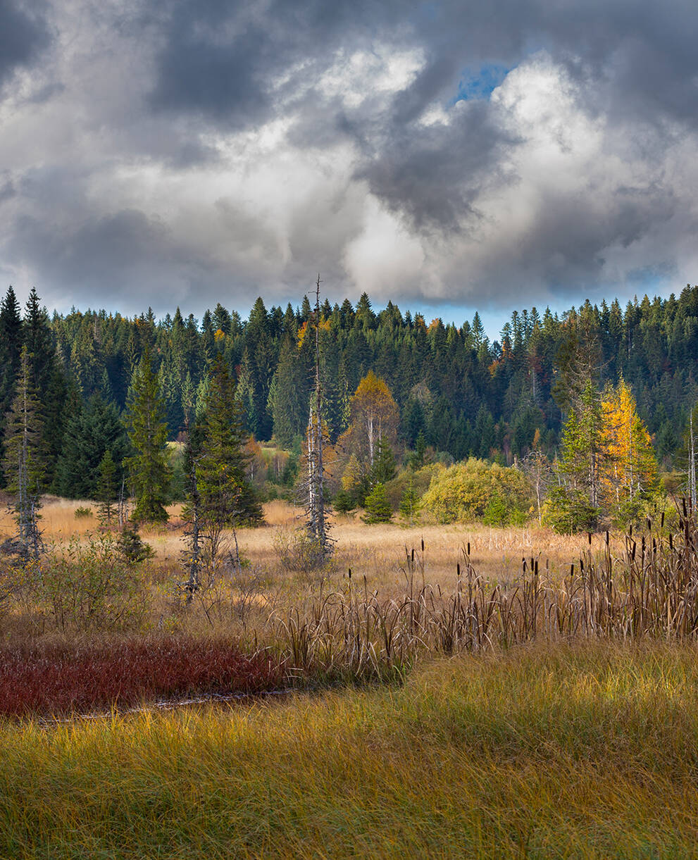 Das Hochmoor La Vraconnaz VD wurde 1911 das erste Schutzgebiet des Schweizerischen Bund für Naturschutz, dem Vorgänger von Pro Natura.