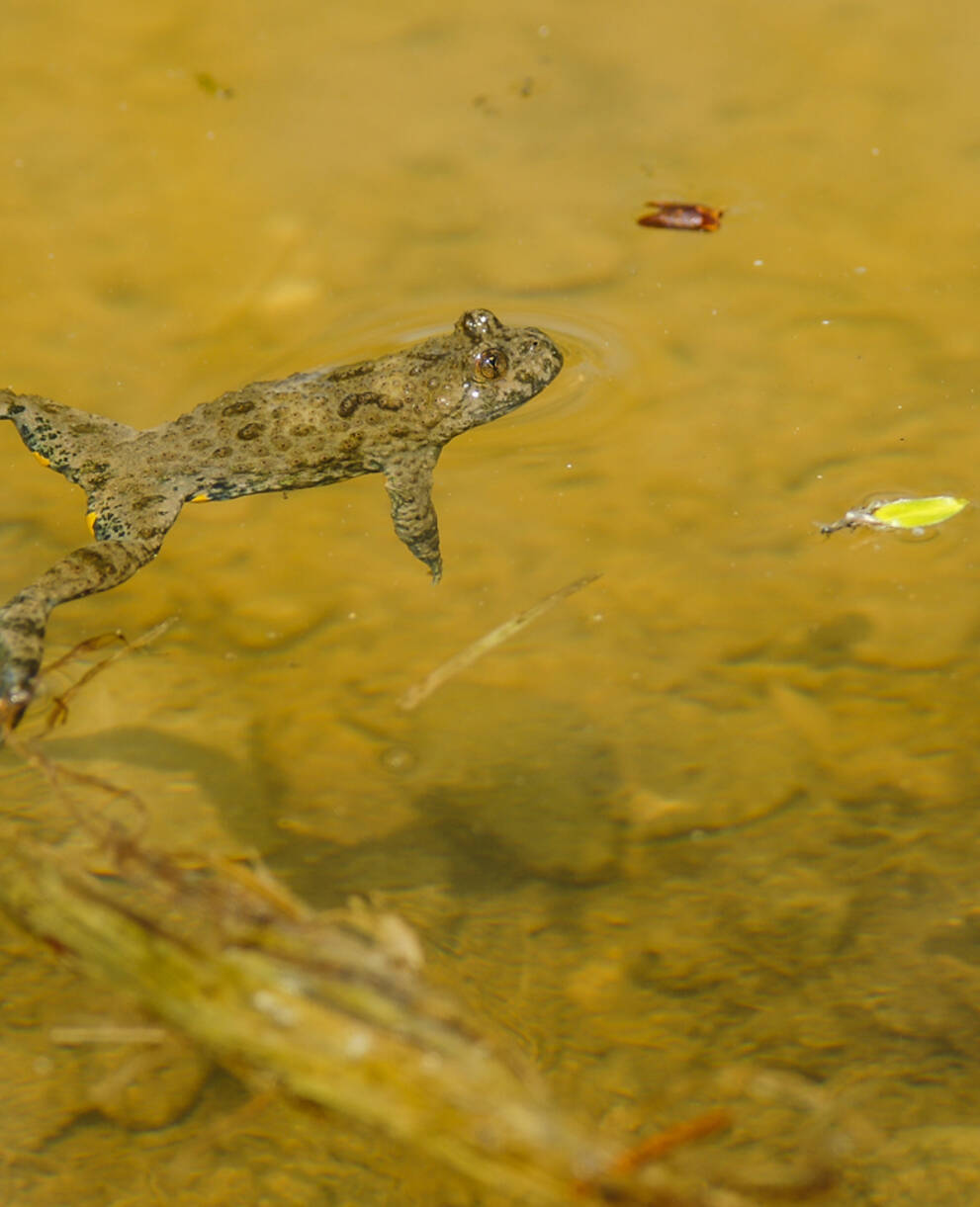 Gelbbauchunke - Foto: Samuel Ehrenbold