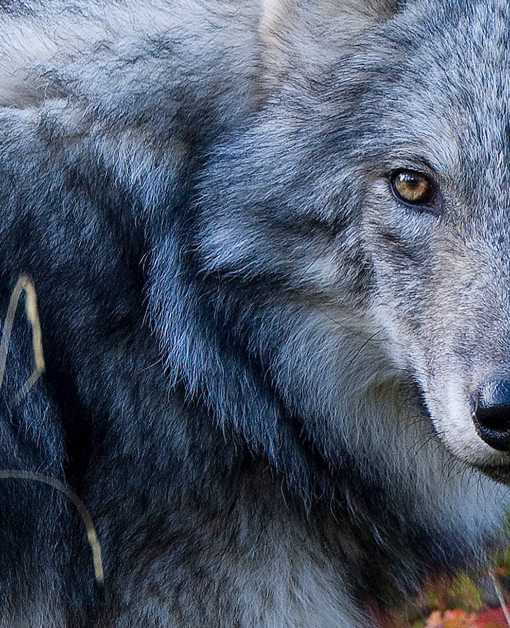 Le loup, une chance à saisir