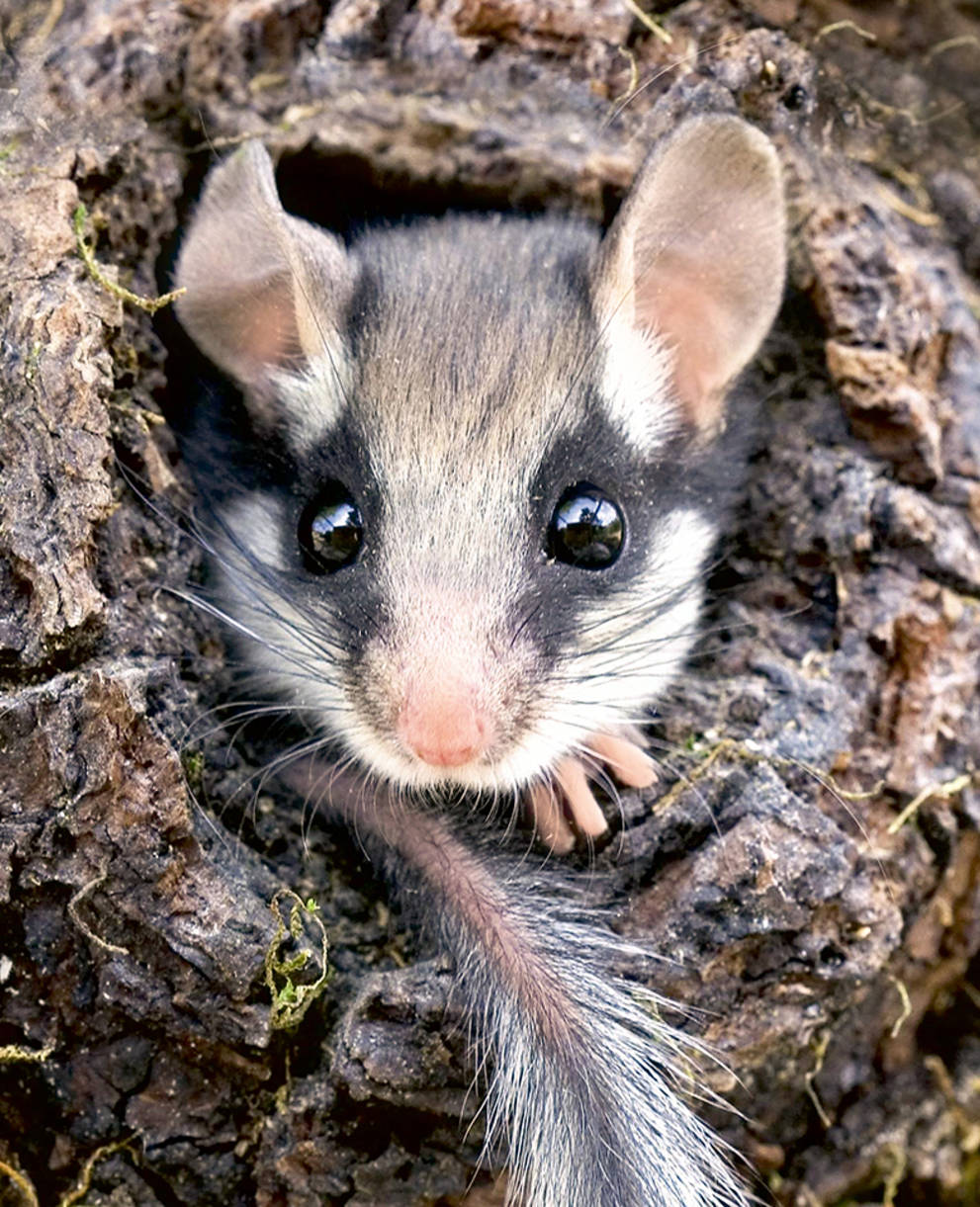 Lérot