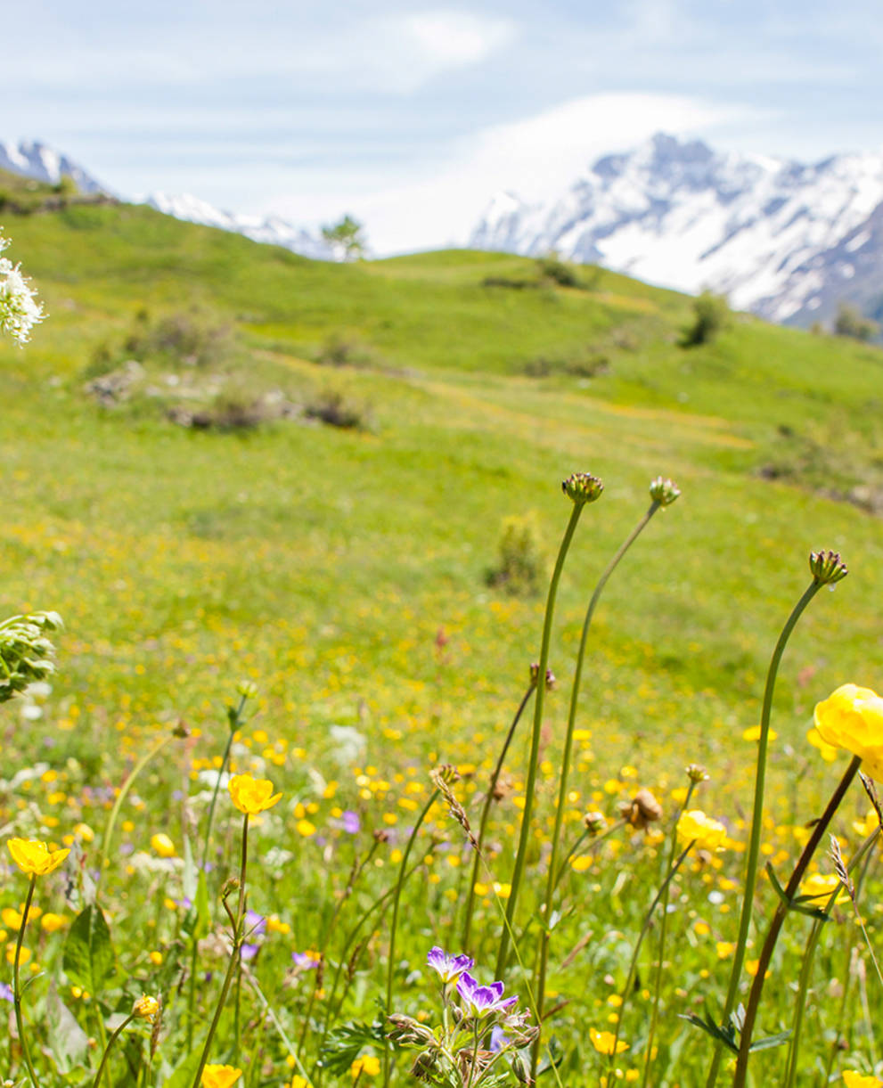 Blumenwiese Lötschental VS