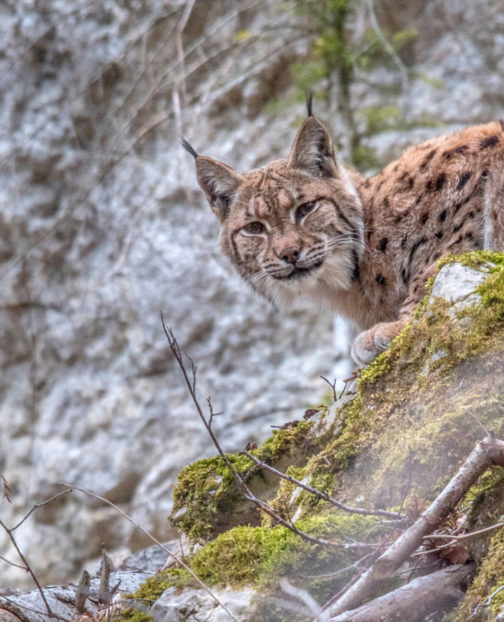 Luchs