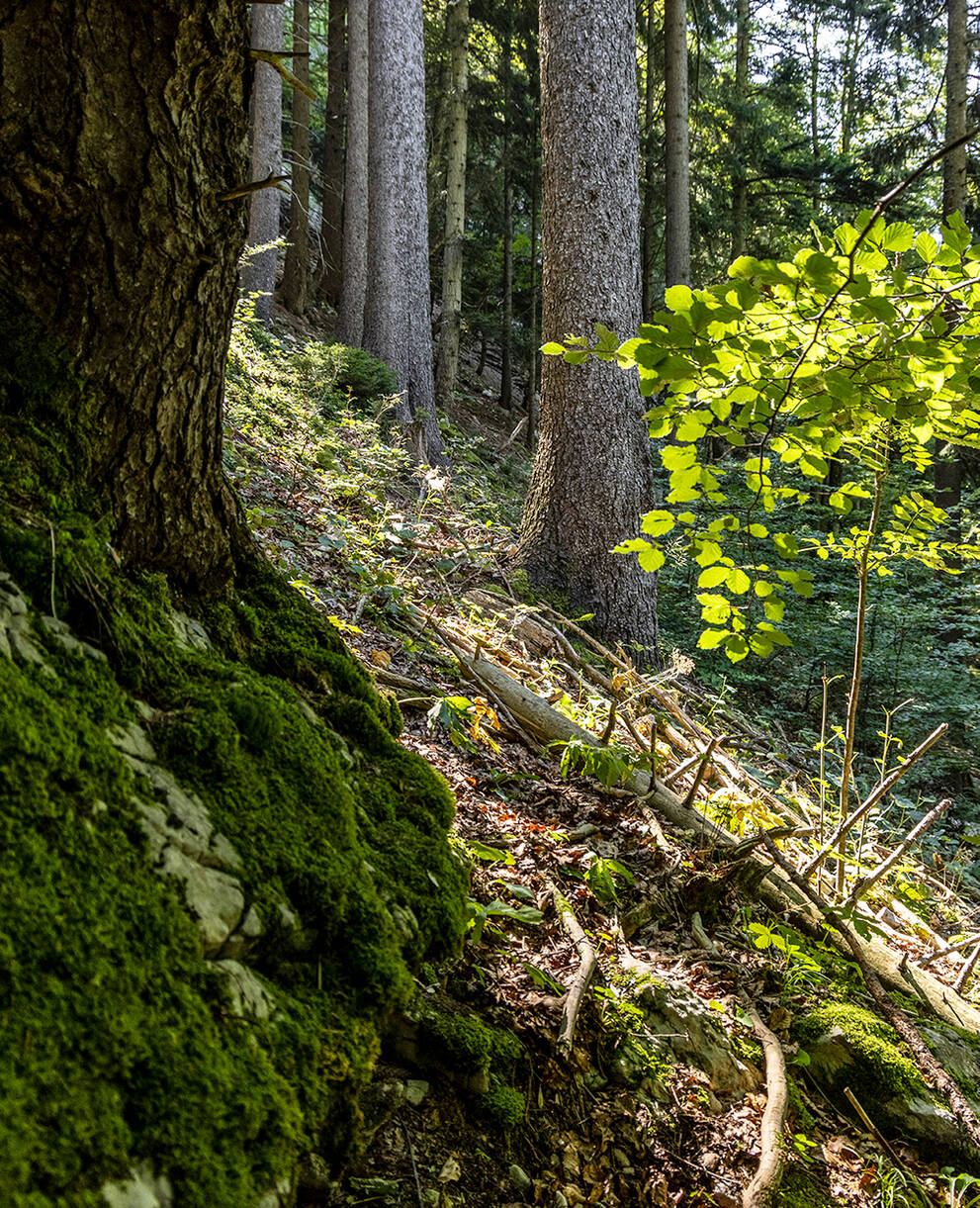 Naturwald