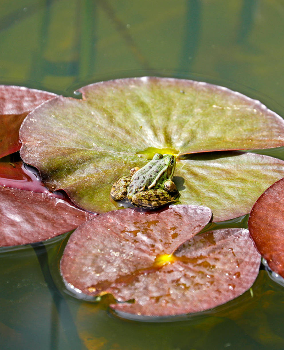 Wasserfrosch auf Seerosenblatt