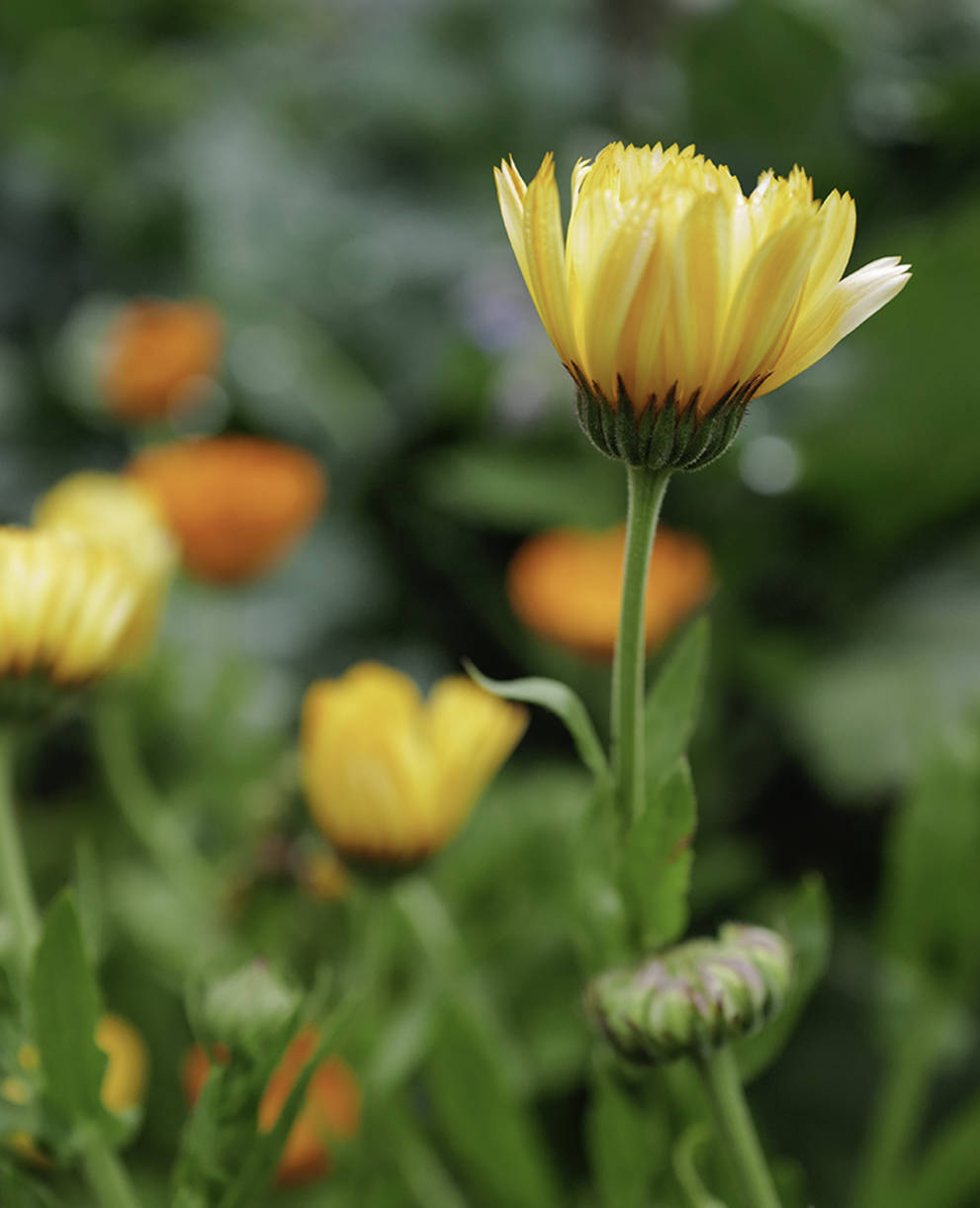 Calendula im Garten @ Matthias Sorg