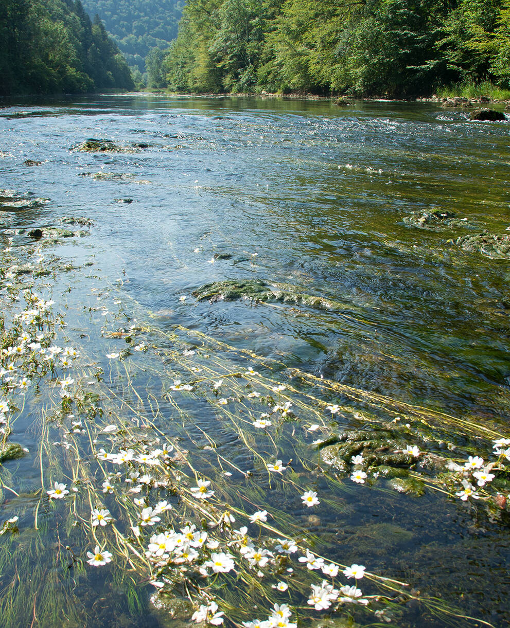 Doubs