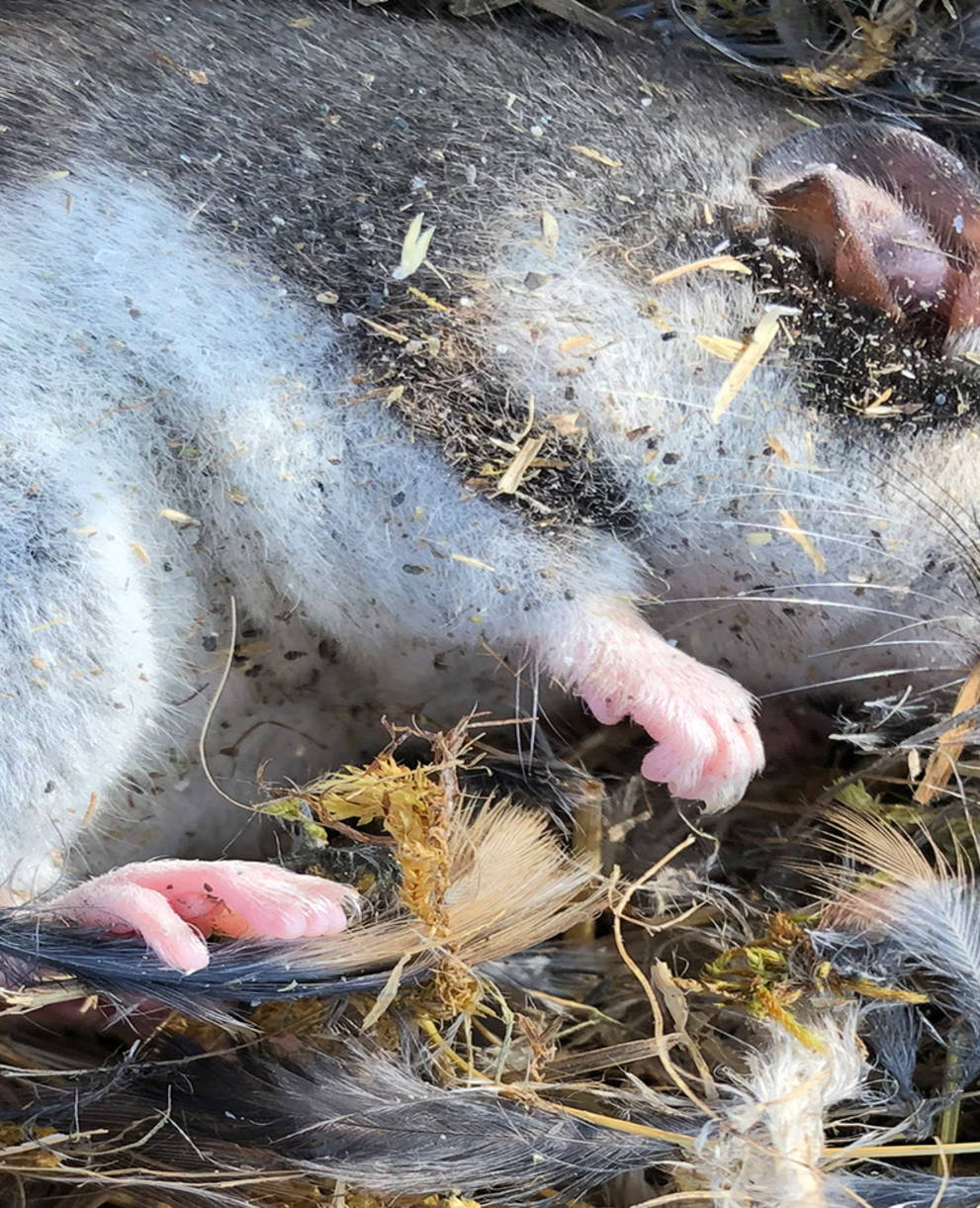 E questo è l'aspetto del primo furetto visto nel cantone di Soletta dopo più di 100 anni.