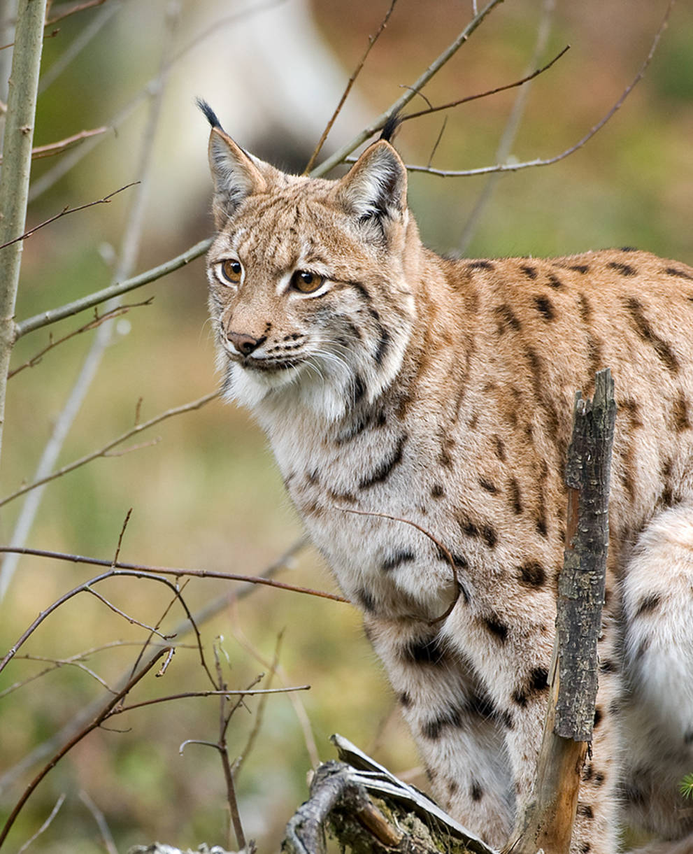 Luchs sitzend