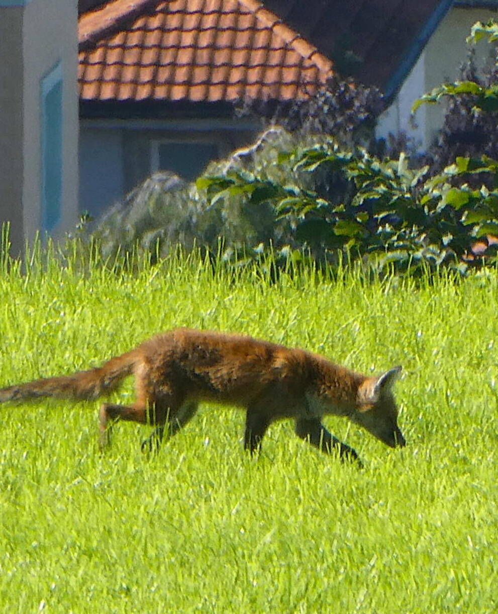 Stadtfuchs Scheitlinsbüchel