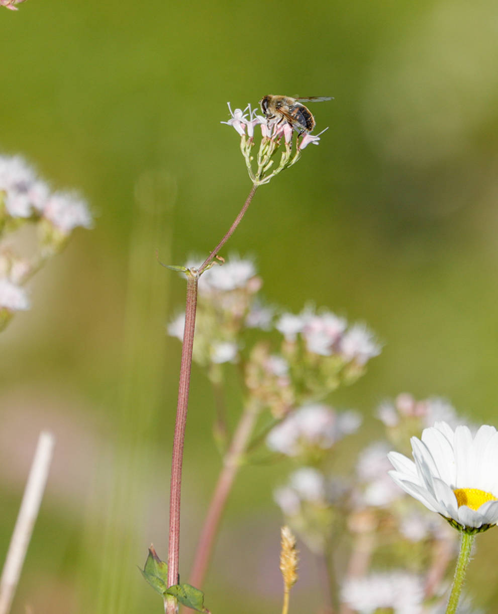 Schwebfliege