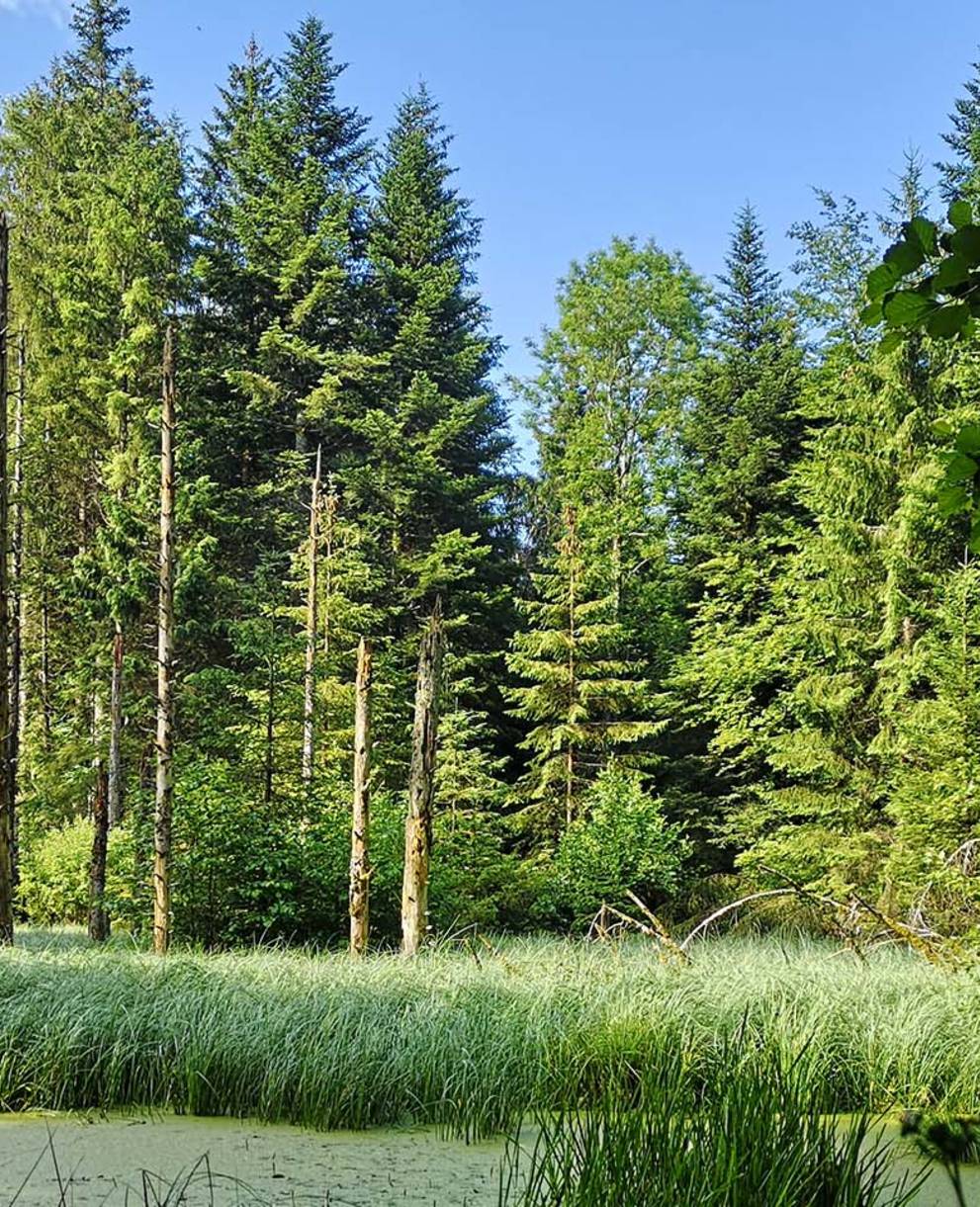 Forêt devant l'étang,