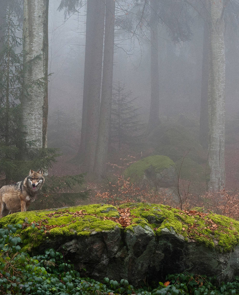 Wolf in der Schweiz