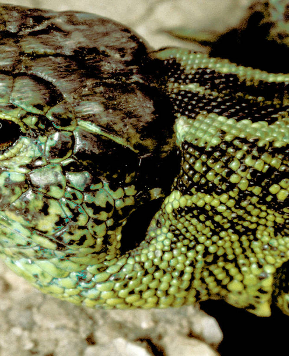 Lézard des souches