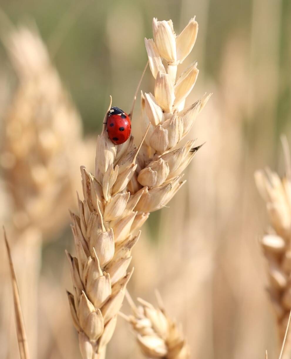 Coccinelle dans un champ cultivé