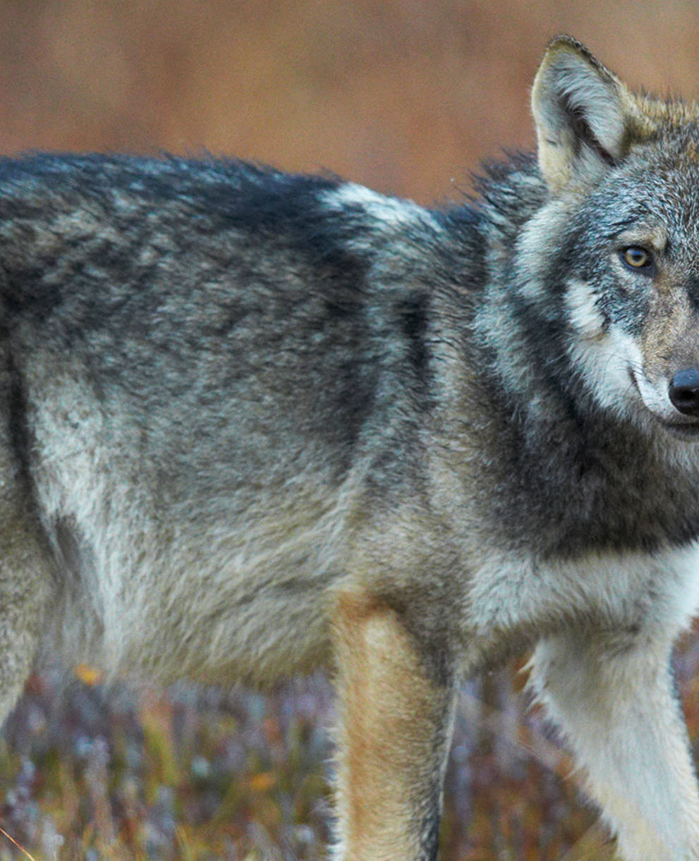 Wolf schaut in Kamera