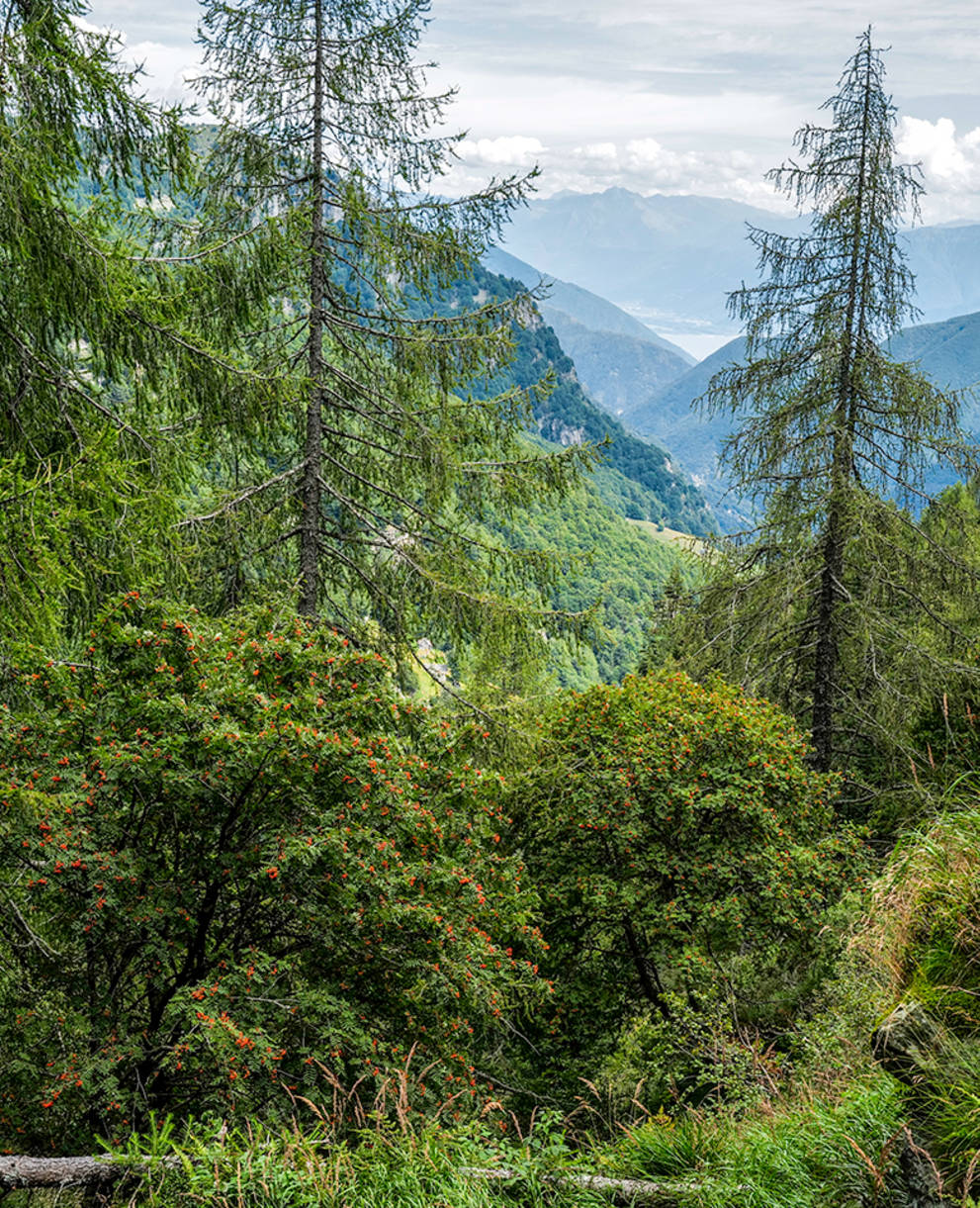 Foresta selvaggia