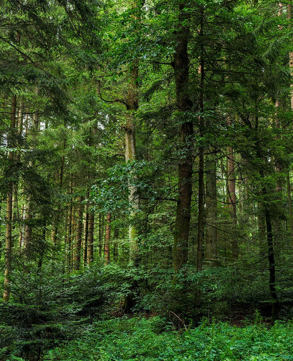 Cette forêt a un potentiel de réserve forestière