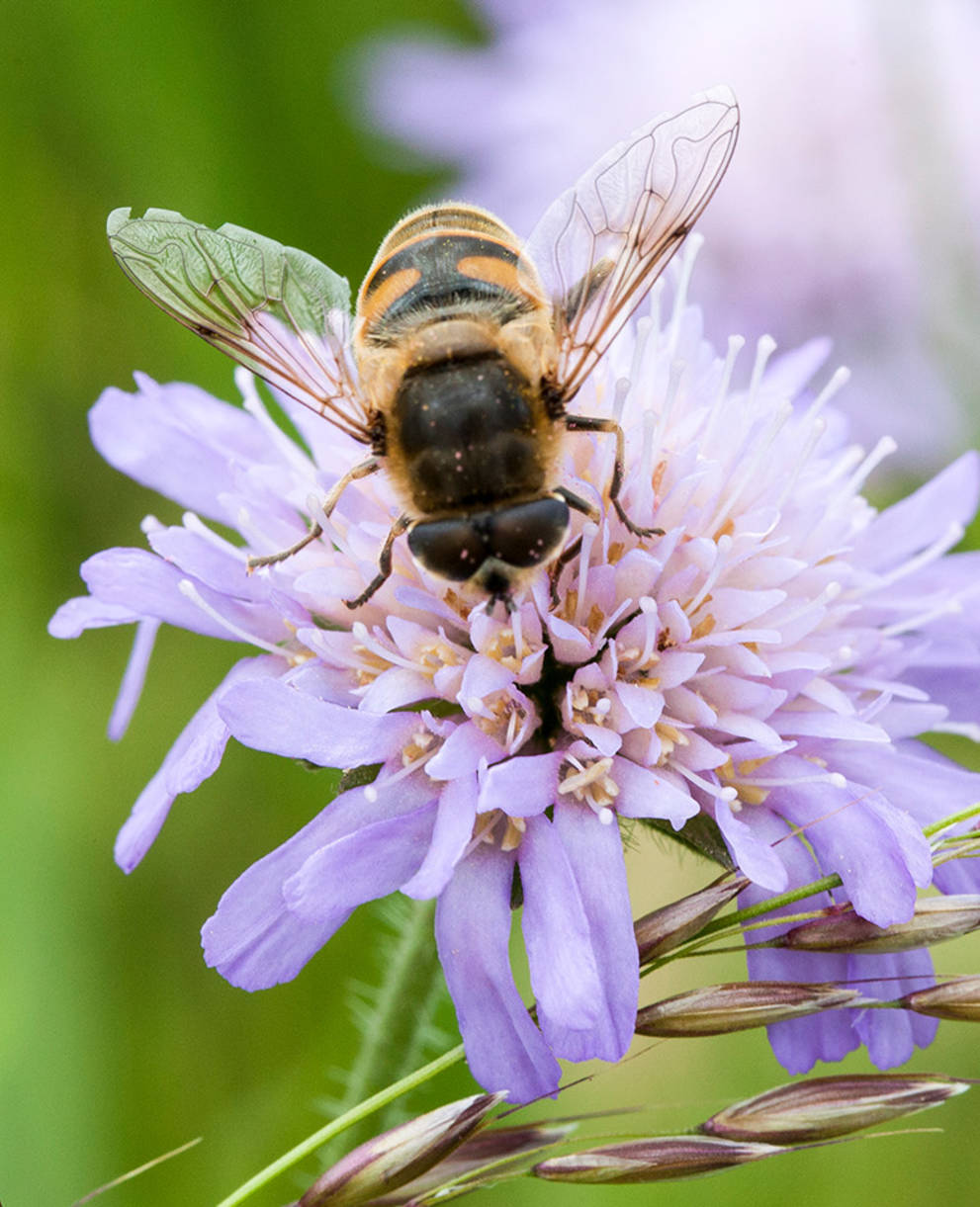 Fliege an Blume