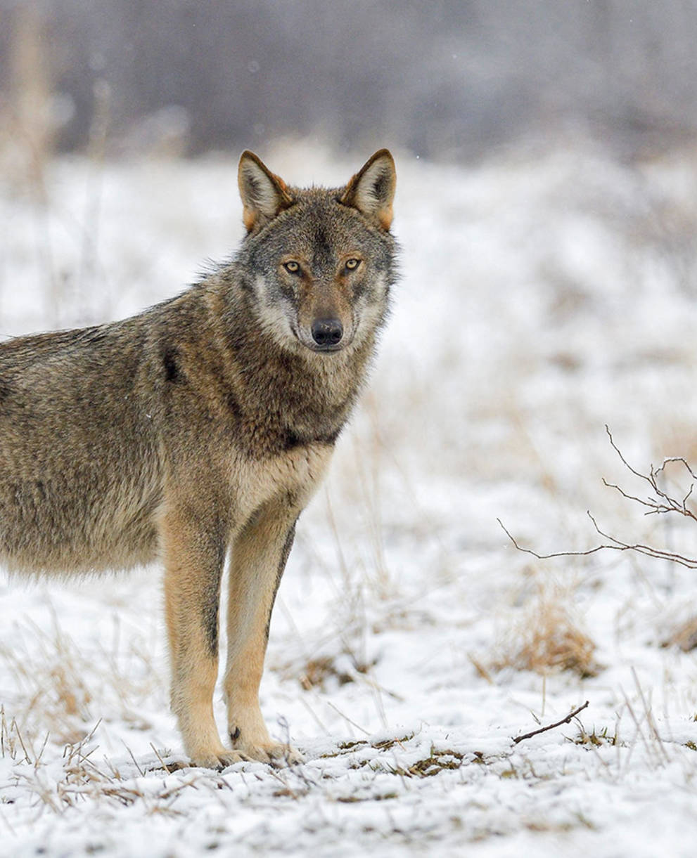 Loup européen