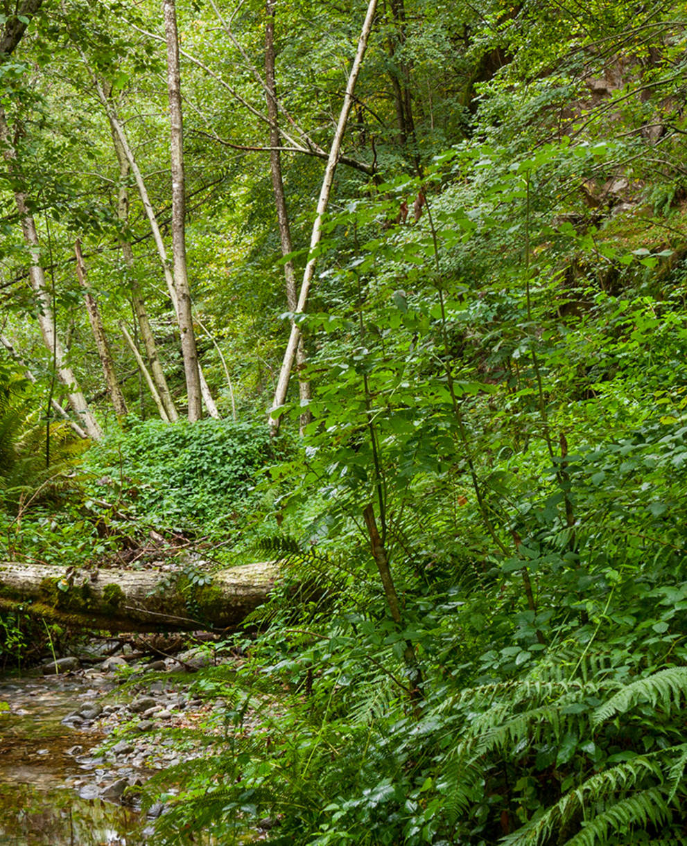 Foto Wildnis, Copyright Benoît Renevey