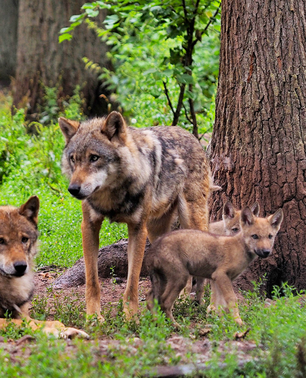 Wolfsfamilie