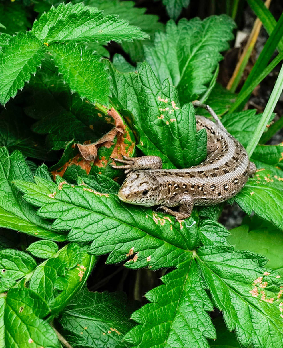 Eidechse auf Blatt, Copyright Matthias Sorg