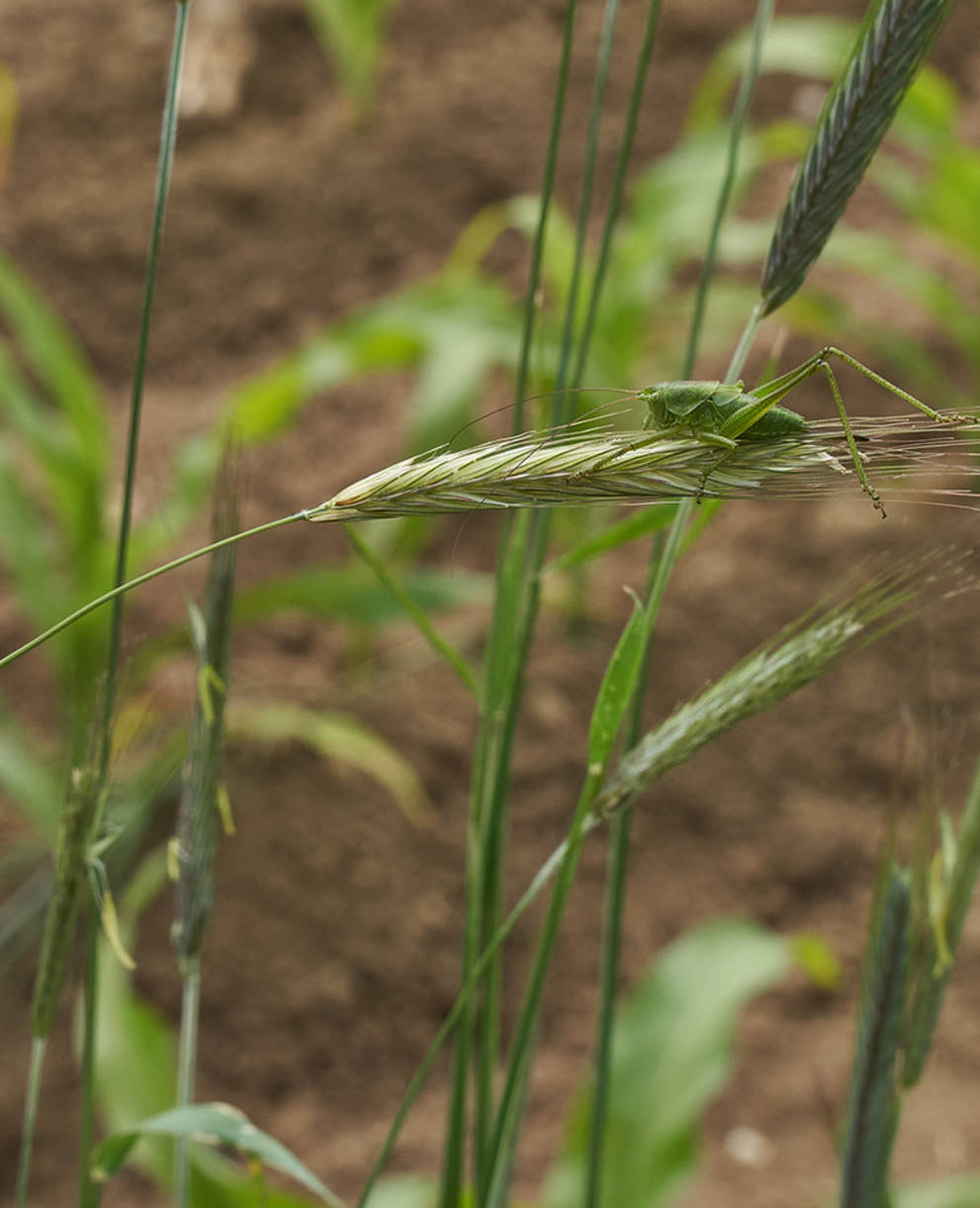 paille de blé avec sauterelle, Copyright Pro Natura