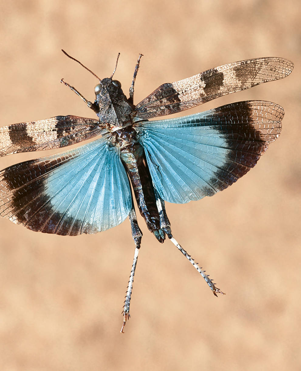 Blaufügelige Ödlandschrecke