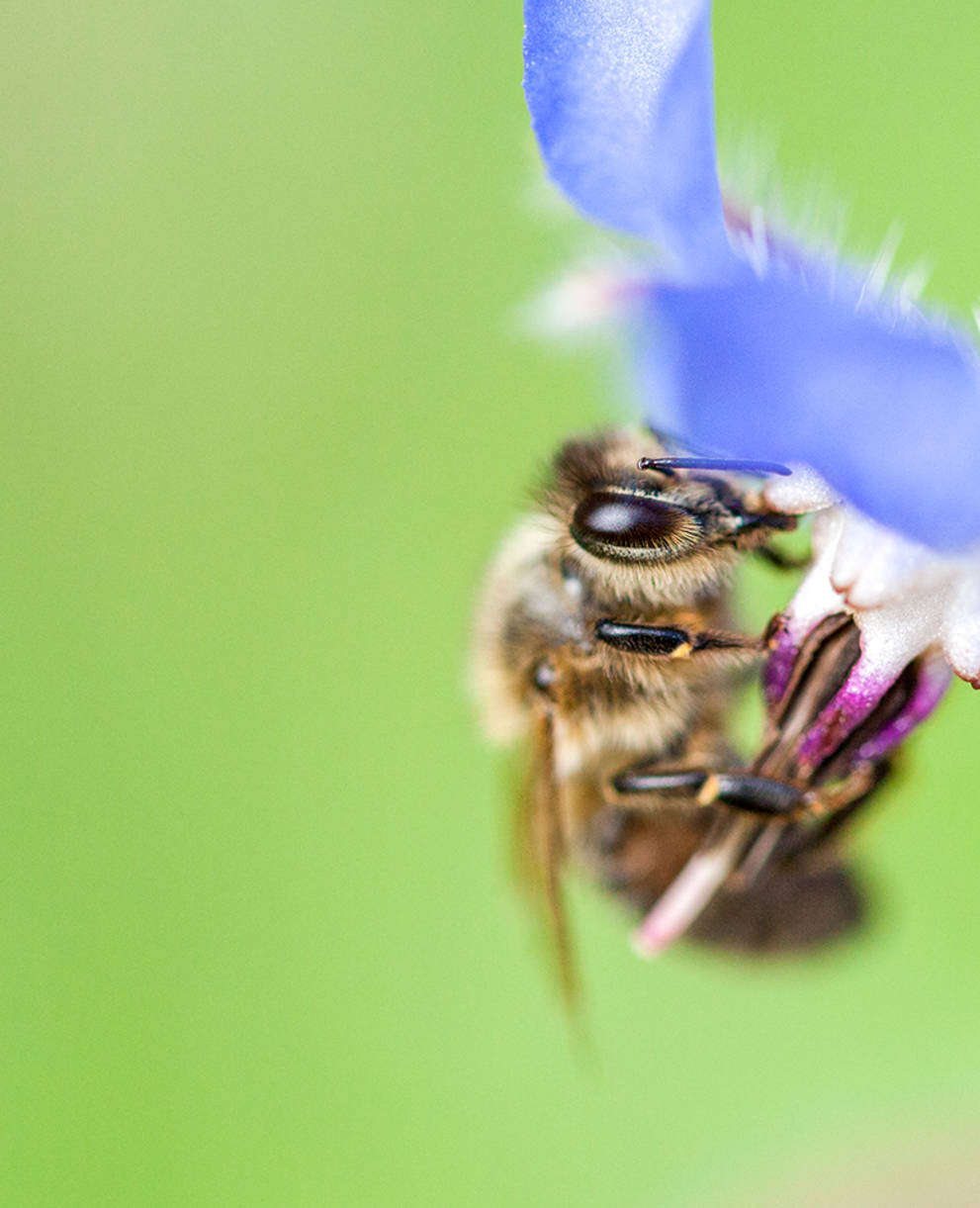 Abeille sur une fleur de bourrache