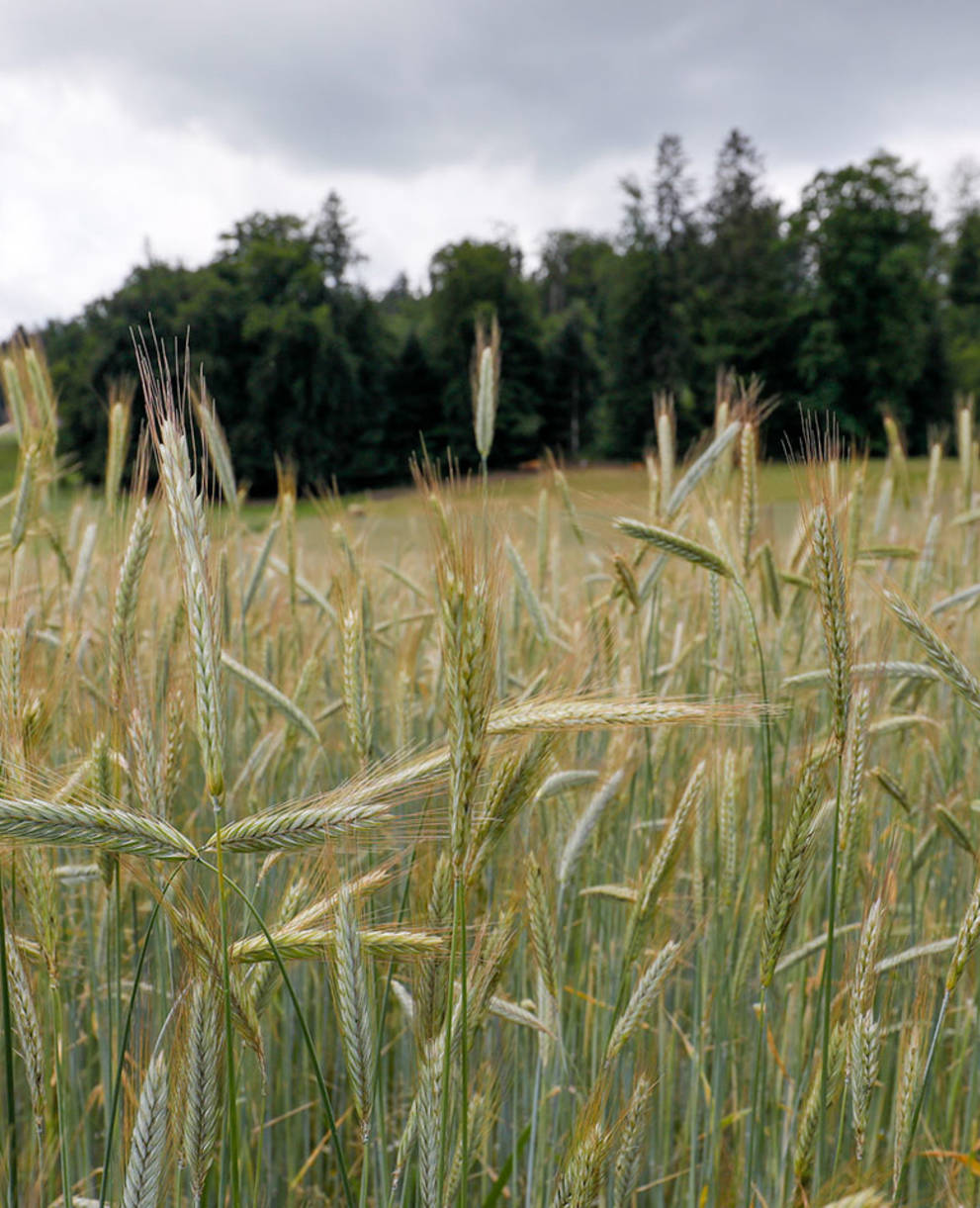 Champ de céréales, Copyright Matthias Sorg