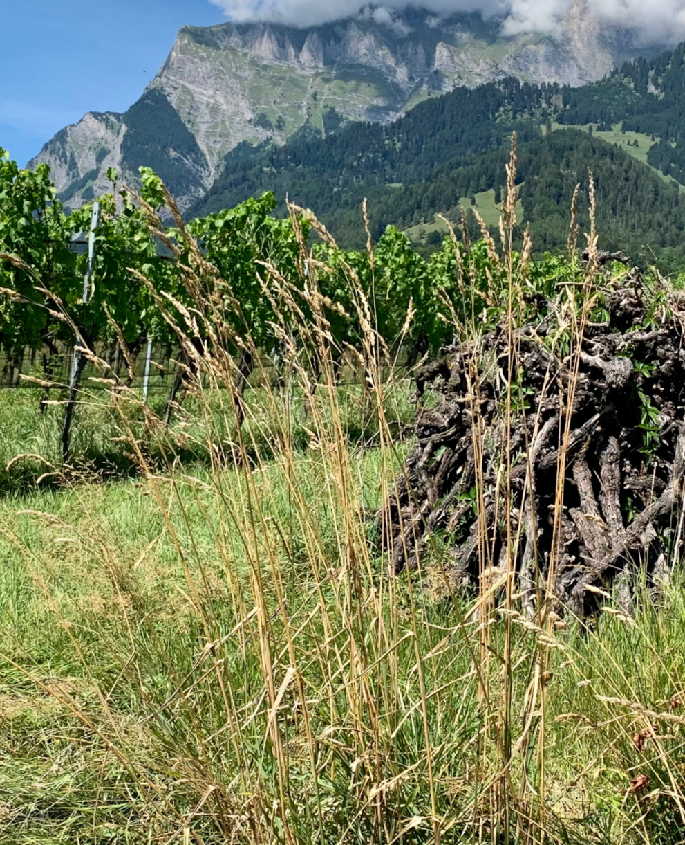 Strukturreiche Rebberge