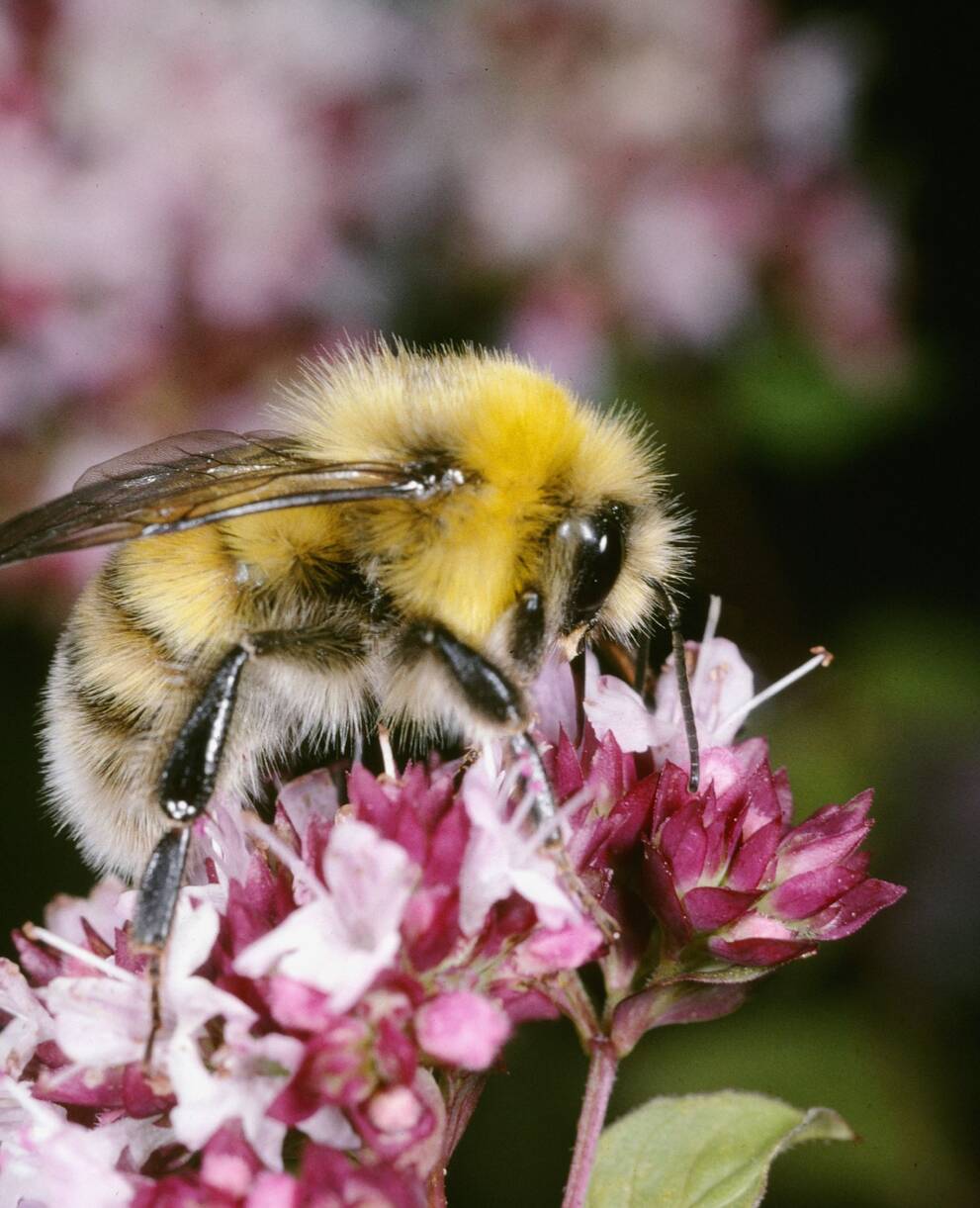 Hummeln (hier die Helle Erdhummel) gehören zu den wenigen staatenbildenden Wildbienenarten (Foto: Albert Krebs).