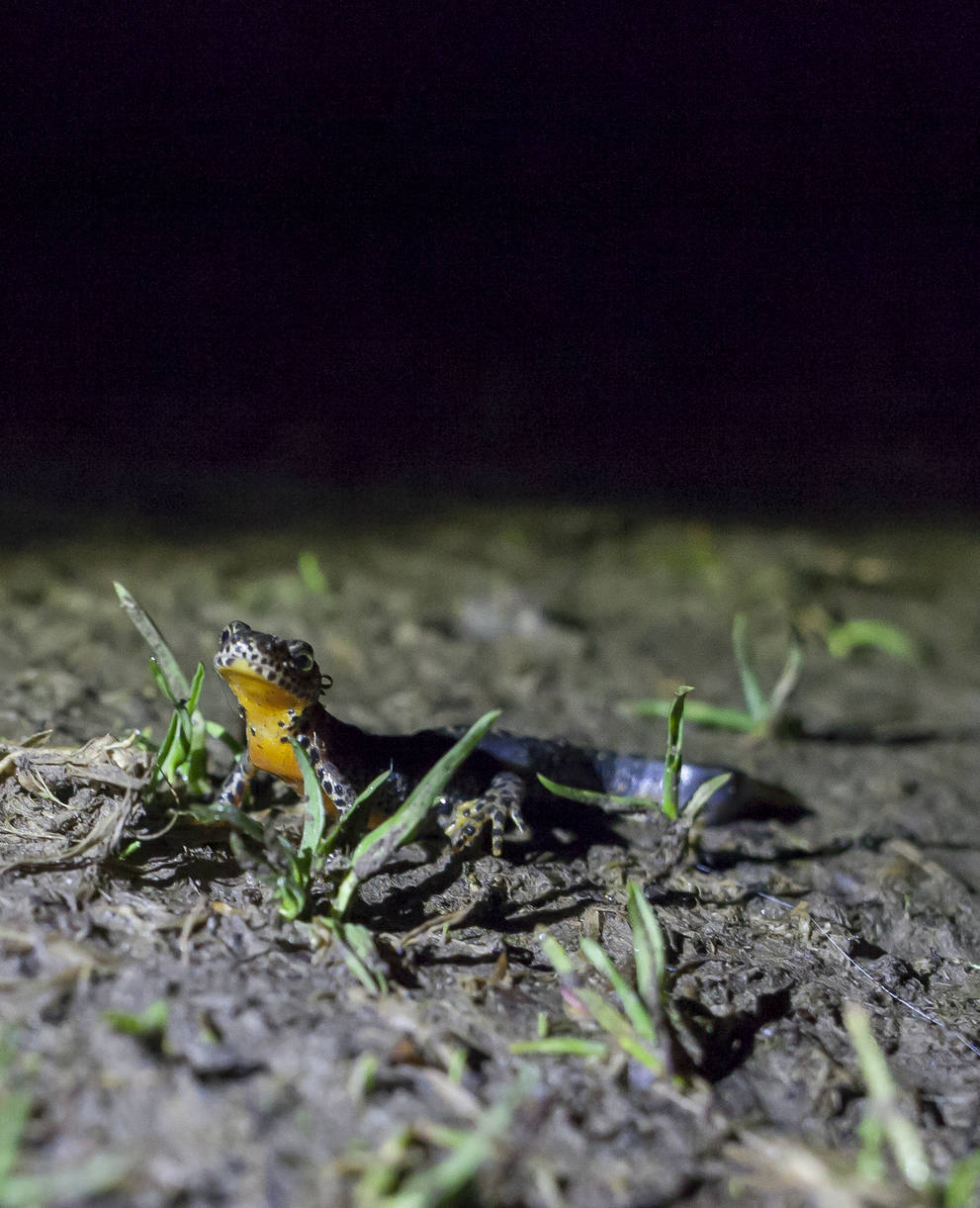 Un triton alpestre migre la nuit vers sa zone de reproduction