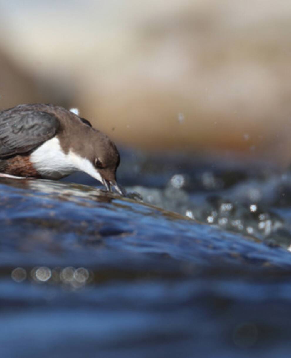 Wildnispark/Stefan Eichholzer